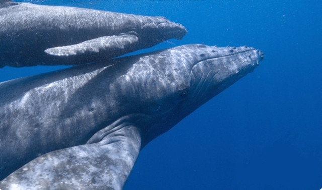 Migracion de ballenas